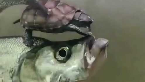 Thumbplayer Poster Plugin Image