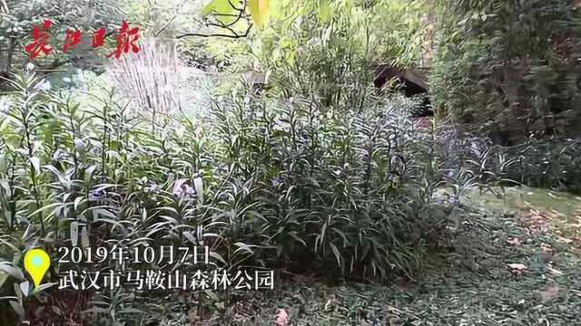 蓝花草悄然绽放,它是耐干旱植物,每天都会开出新花