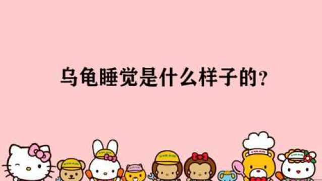 乌龟睡觉是什么样子的?