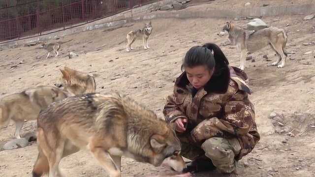 狼和养狼人关系破裂?养狼大姐养狼20年,为啥现在狼王处处防备?