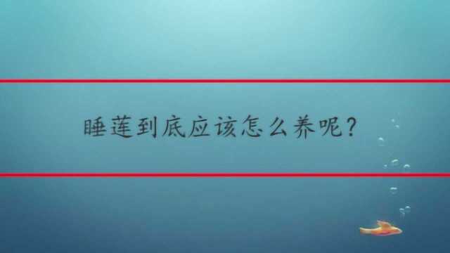 睡莲到底应该怎么养呢?