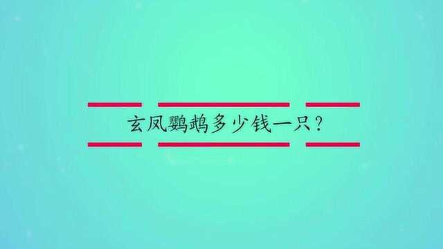 玄凤鹦鹉多少钱一只?