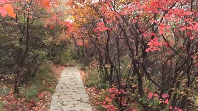 秋游青天河景区千年黄栌园,人间仙境