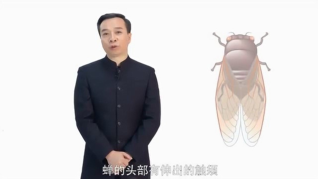 跟着男神康震读唐诗:开唐重臣笔下的《蝉》,有何独特的寓意?