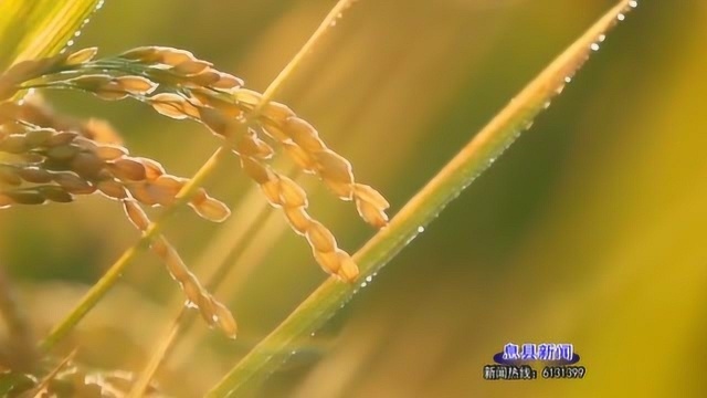 息县新闻:从田间到舌尖 息县香稻丸的传承和发展之路