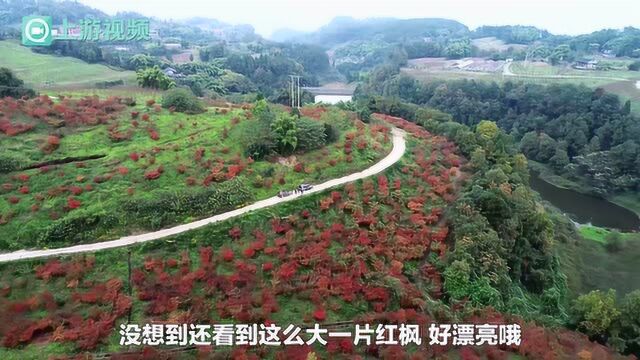 万棵红枫映如霞!天坪山的冬天简直美哭了