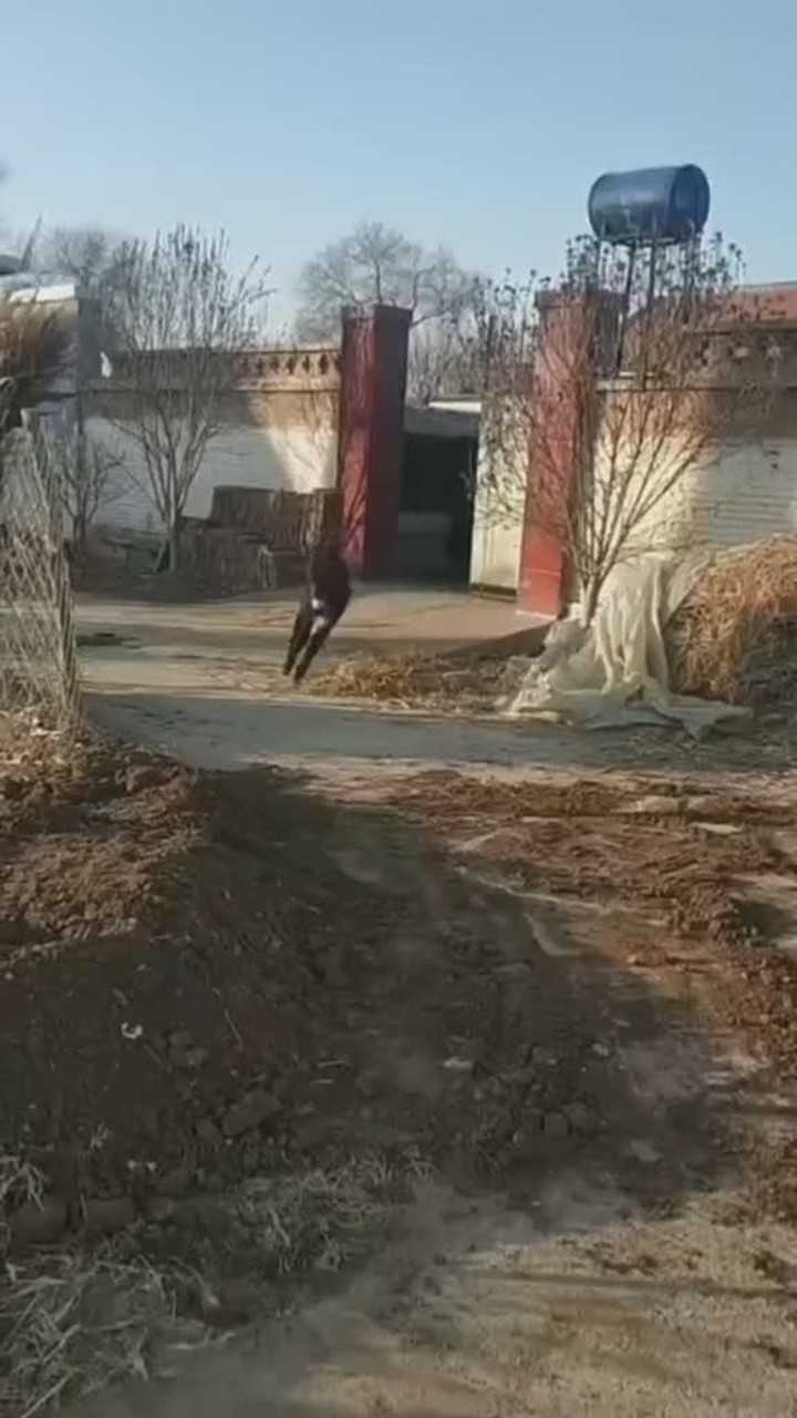 以前一直纳闷是骡子是马拉出来溜溜这句话现在我明白了