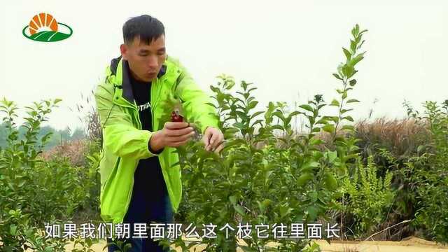 砂糖桔幼树如何整形修剪?农业技术专家亲自示范,简单实用