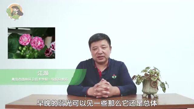 想要养好大岩桐?这5个方面记牢就可以!