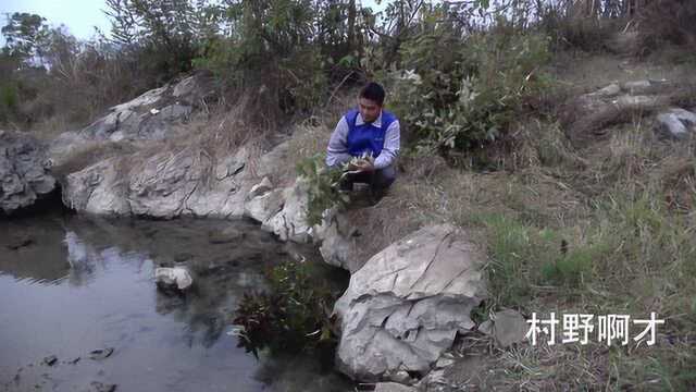 啊才采用稀少的树叶抓河虾,农村最简单的捕虾方式,看看收获如何