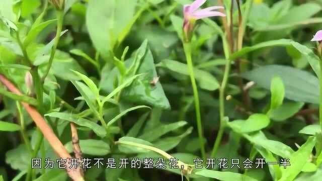 农村一种叫半边莲的野草,它根茎叶都是宝,晒干后价格昂贵