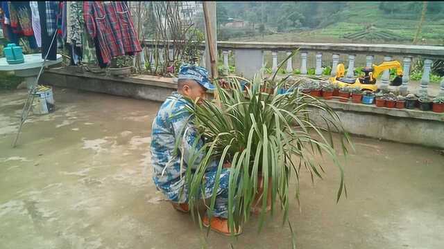 生平第一次见这么大一株的兰花,虽然不值钱,可是我喜欢!