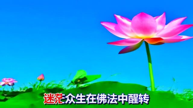 一首歌曲《金华莲花开》