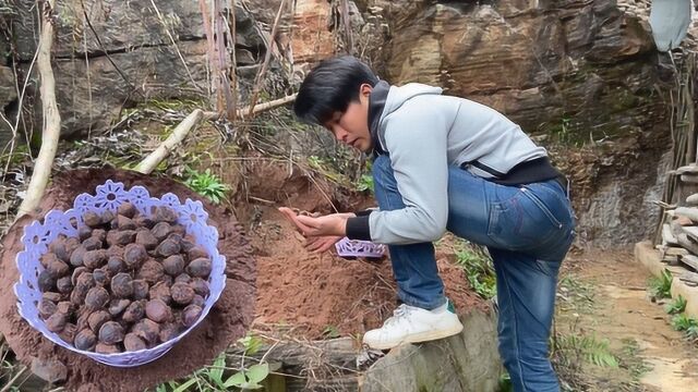 板栗存放在沙里?张家界程哥沙里掏板栗,坏的比较少