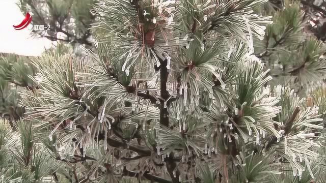 庐山:小年遇雪瑞雪兆丰年 这雪景太美了