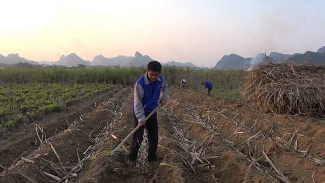 实拍农村现场种植甘蔗,看看啊才怎么教大家科学种植甘蔗的