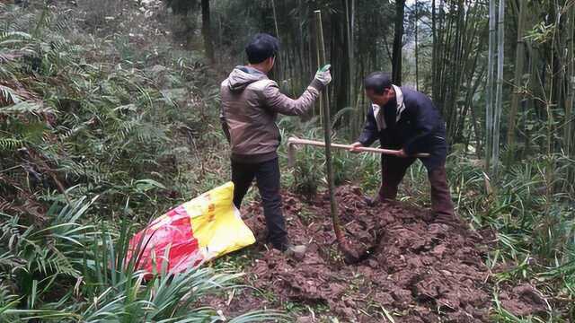 农村小伙和爸爸去山里种楠竹,除了竹笋能吃,楠竹用处太多