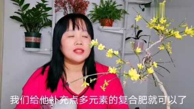 春天的“头牌”迎春花,这样养,春节满金花