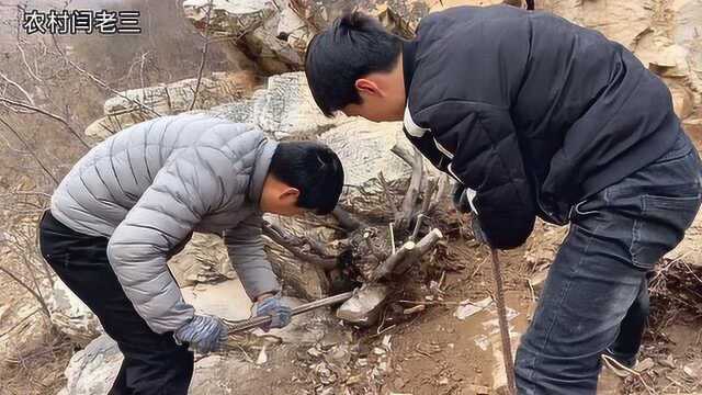 小伙去深山挖黄荆王,兄弟2人搞了6个小时才弄下来,出土后看呆了