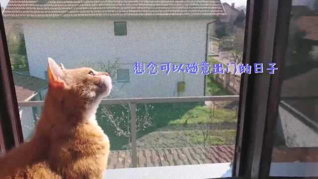 猫咪每天也都乖乖待在家里,希望武汉和全国尽快渡过难关!