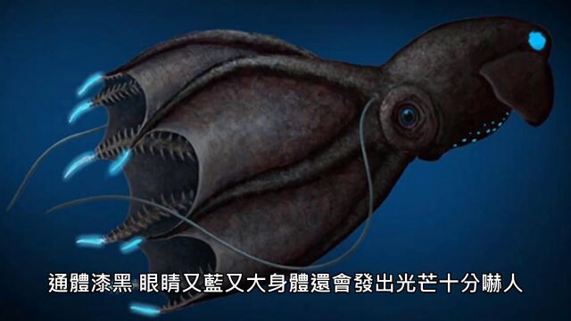 【神奇生物】数个你不知道的神秘活化石生物