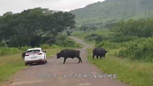 大象踢水牛的头,水牛径直走向大象的屁股..