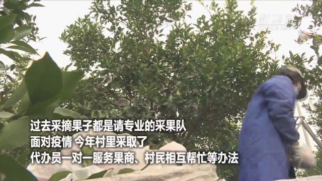 力春耕丨“春见”熟了 “桔橙之乡”春耕时节春收忙