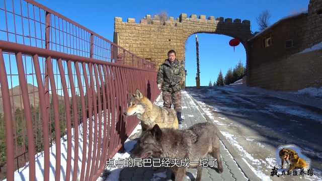 淘汰的狼能重新回狼群吗?养狼大姐带狼去适应,黑狼当场吓得拉屎