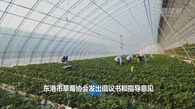 辽宁东港:草莓协会当龙头带动 “东港草莓”产得好、销得快