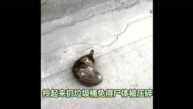 在路上碰到猫的“尸体”,正打算帮它拎起来放垃圾桶,结果它起来了