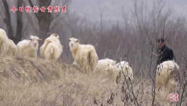 今日惊蛰,震蛰虫蛇出,惊枯草木开,甘肃陇东