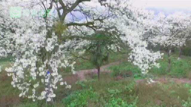 云赏花!四川泸县百年梨花俏枝头 迎风绽放簇簇层层如雪似玉