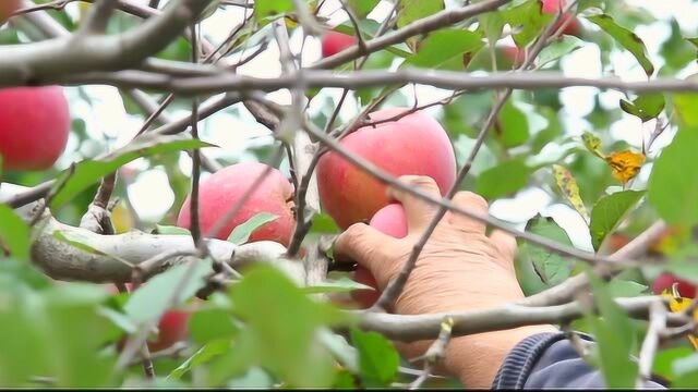 运城市绿色食品产业发展纪实