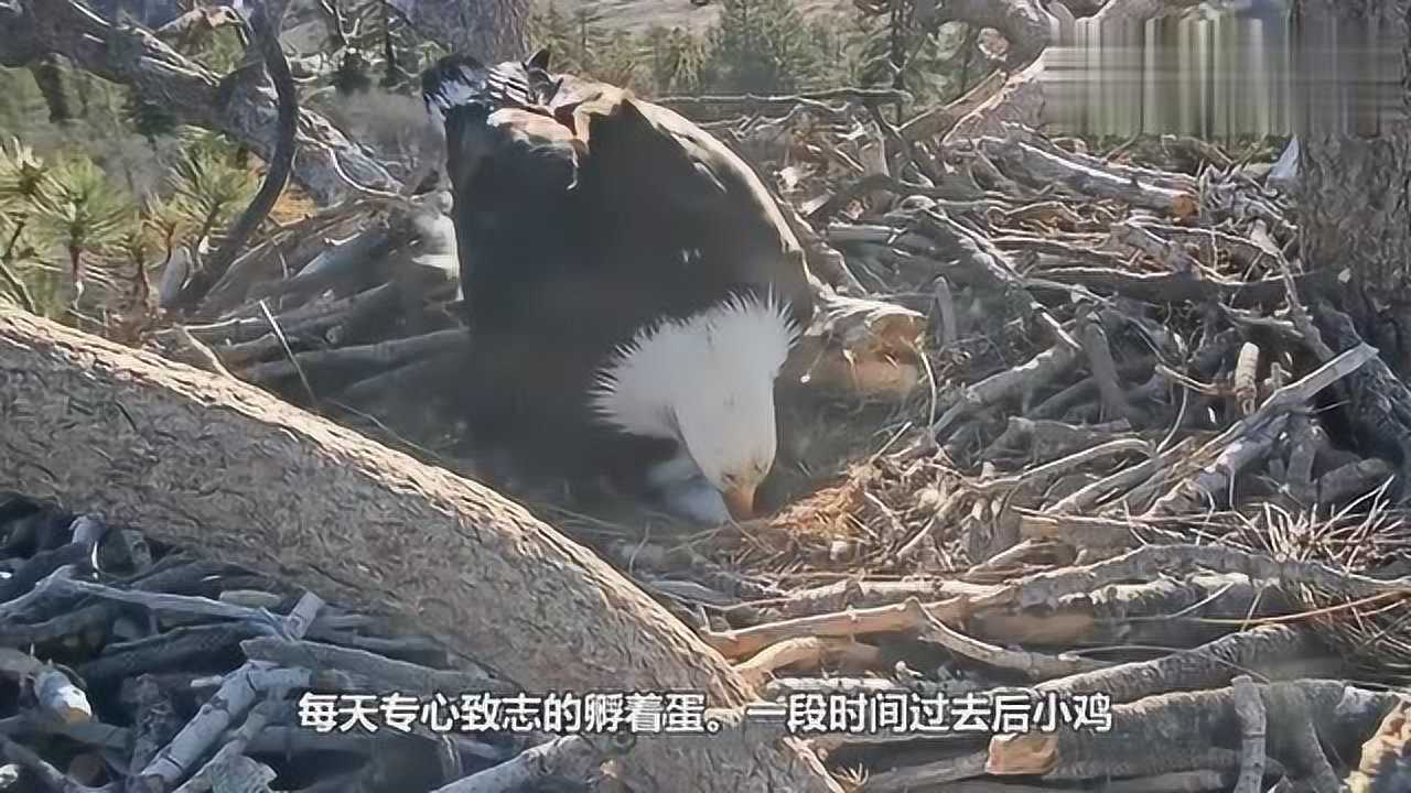 把老鹰窝里换成鸡蛋老鹰看到孵出小鸡傻了镜头记录全过程