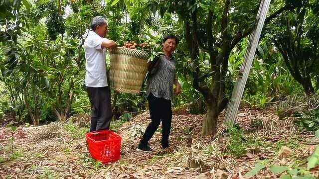 马过河天然荔枝园的荔枝