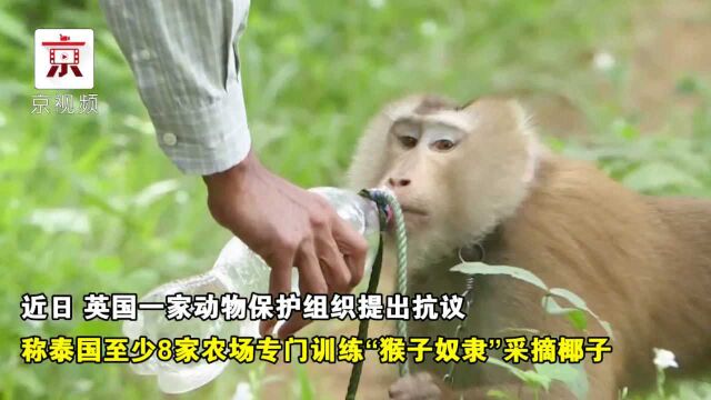 泰国农民训练“猴子奴隶”摘椰子?官方回应:几乎不存在