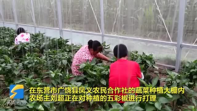 45秒丨发展循环农业模式 打造东营绿色蔬菜名片