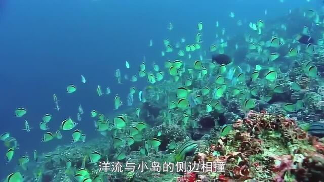 海上绿洲是什么?这里漂亮小鱼的数量可能比你一辈子见的鱼都多