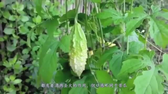 苦瓜原本是甜的,更是水果类