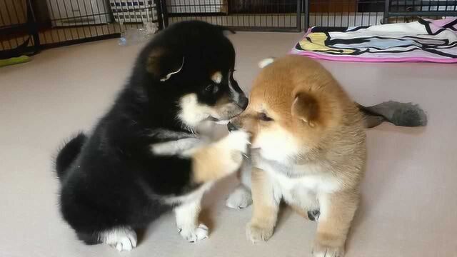 出生一个月的黑色柴犬与兄弟在一起,软萌萌的样子讨人喜欢