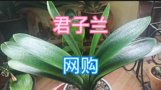 盛夏时期可以邮购君子兰吗,老宋给你讲一讲这里事情,来听一听