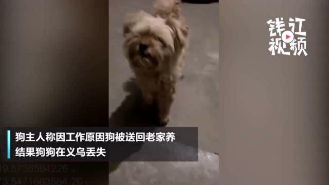 爪子都磨平了,金华一狗狗丢失,1月后自己找回家门口