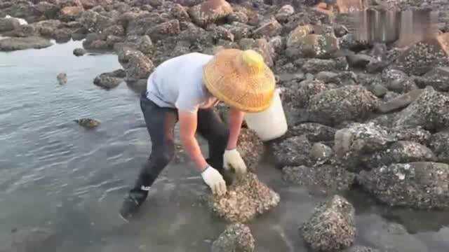 浅海区赶海撞大运,喜提一条罕见的名贵青斑鱼,大到抱不住