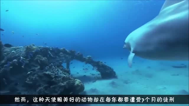 血染大海的太地町,无数悲鸣的海豚,日本为何死性不改?