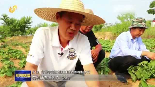 邹城葛炉山村深耕特色产业 种植桃树 “桃花源”托起强村梦