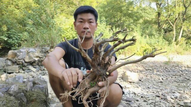 农村河边这种树特别多标准矮霸大树型真是人见人爱的盆景素材