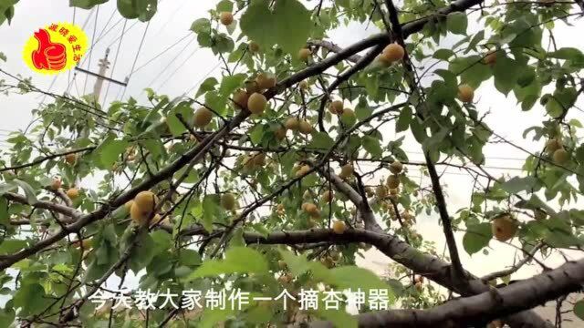 现在是杏成熟的季节,教大家制作一个摘杏神器,不上树不脏手