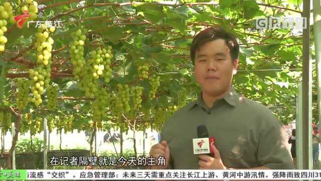 韶关南雄:黄金香印葡萄助力村民脱贫