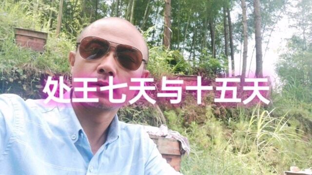 为什么交尾群最好在七天左右查箱,新蜂王十五天交尾不成功要放弃?