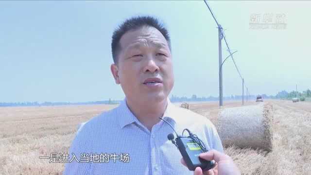 河北衡水:推进秸秆综合利用,实现生态经济效益双提升